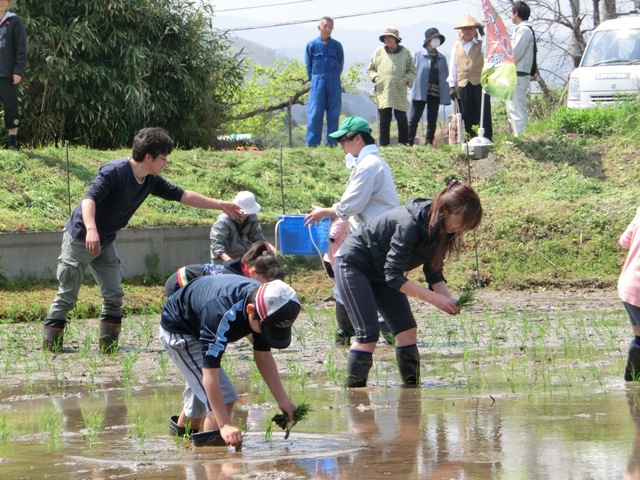 ▲みんなで頑張って田植えしたよ！